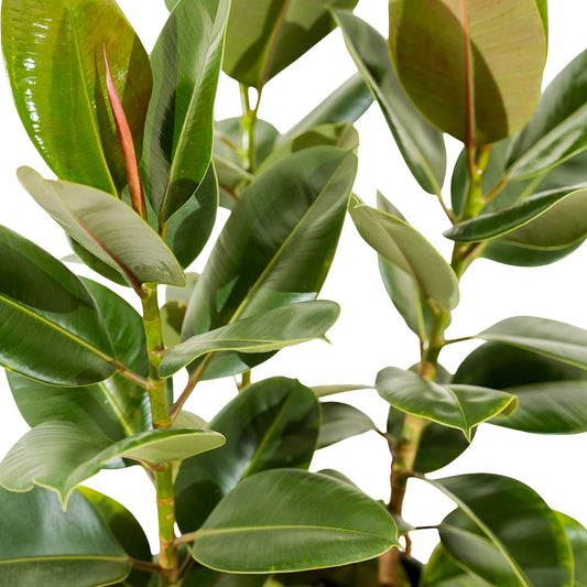 Ficus Elastica Multi Stems