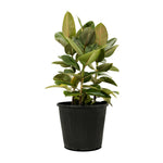 Ficus Elastica Abidjan 3PP