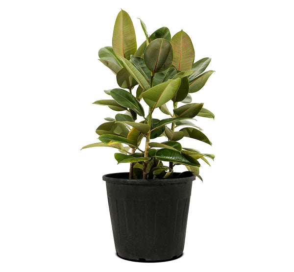 Ficus Elastica Abidjan 3PP