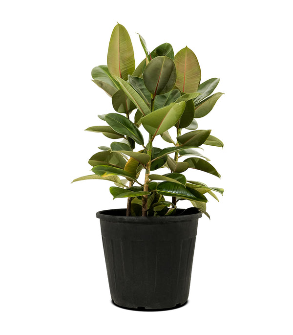 Ficus Elastica Abidjan 3PP