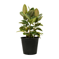 Ficus Elastica Multi Stems