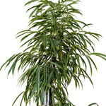 Ficus Ali  40 cms pots - 3 mtrs height