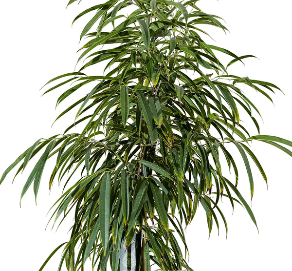 Ficus Ali  40 cms pots - 3 mtrs height