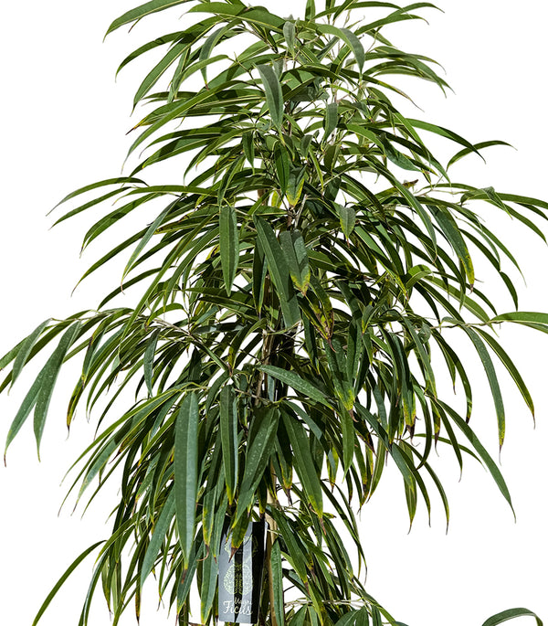 Ficus Ali  40 cms pots - 3 mtrs height