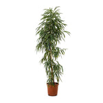 Ficus Ali  40 cms pots - 3 mtrs height