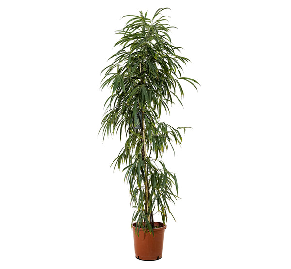 Ficus Ali  40 cms pots - 3 mtrs height