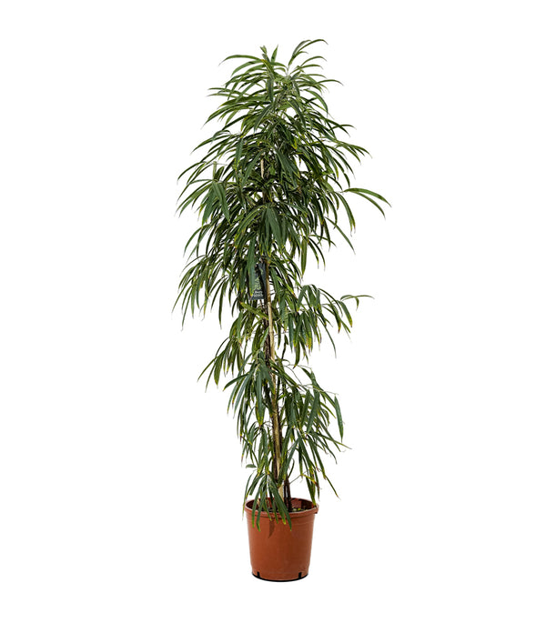 Ficus Ali  40 cms pots - 3 mtrs height