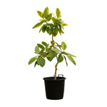 Ficus Benjamina- 25 cms pots - 70 cms height