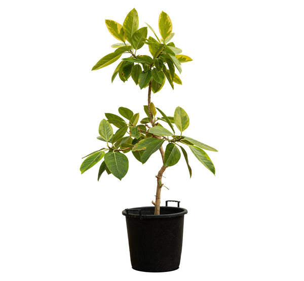 Ficus Benjamina- 25 cms pots - 70 cms height