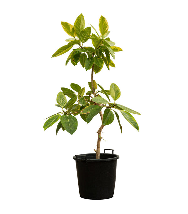 Ficus Benghalensis 40 cms Pots - 1 mtrs height