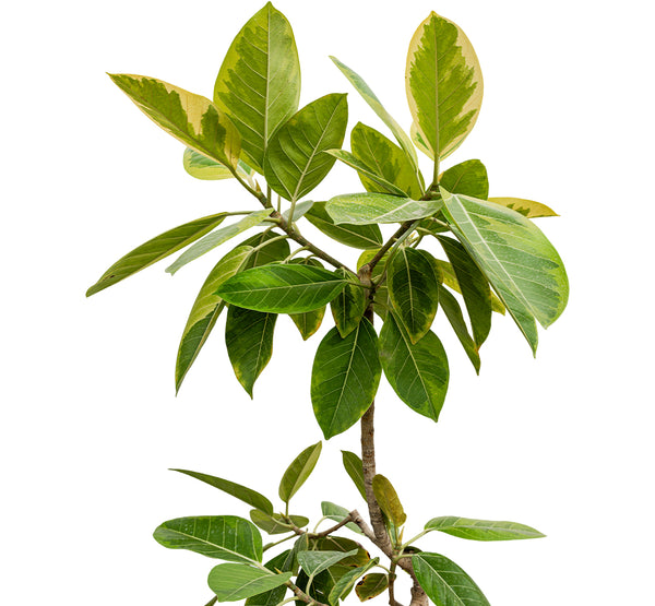 Ficus Benjamina- 25 cms pots - 70 cms height