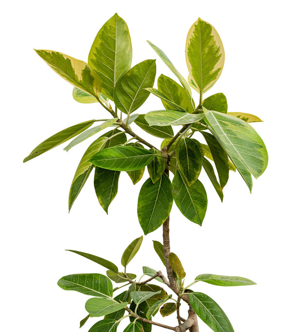 Ficus Benghalensis 40 cms Pots - 1 mtrs height