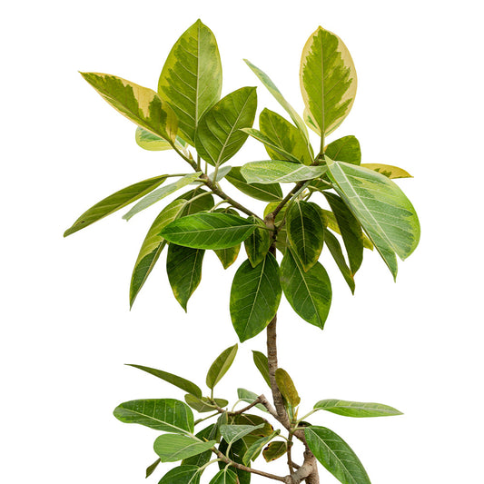 Ficus Benghalensis 40 cms Pots - 1 mtrs height