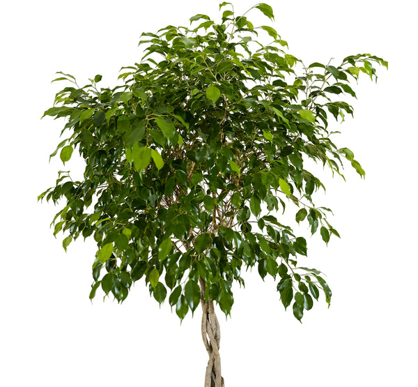 Ficus Binnendijki Ali  (Fig Ficus)