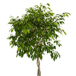 Ficus Benjamina- 25 cms pots - 70 cms height