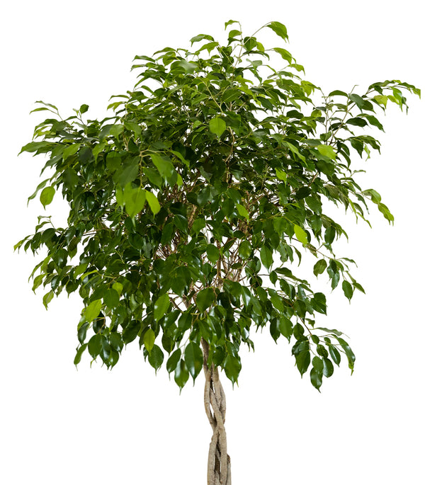 Ficus Benjamina- 25 cms pots - 70 cms height