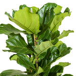 Ficus Lyrata - 3pp 35 cm pots