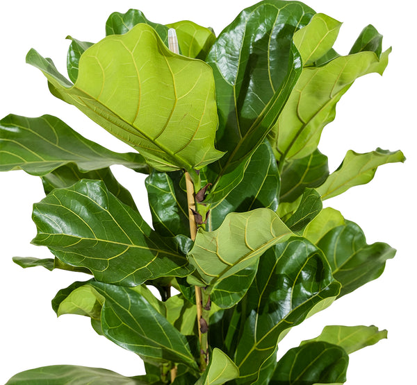 Ficus Lyrata - 3pp 35 cm pots