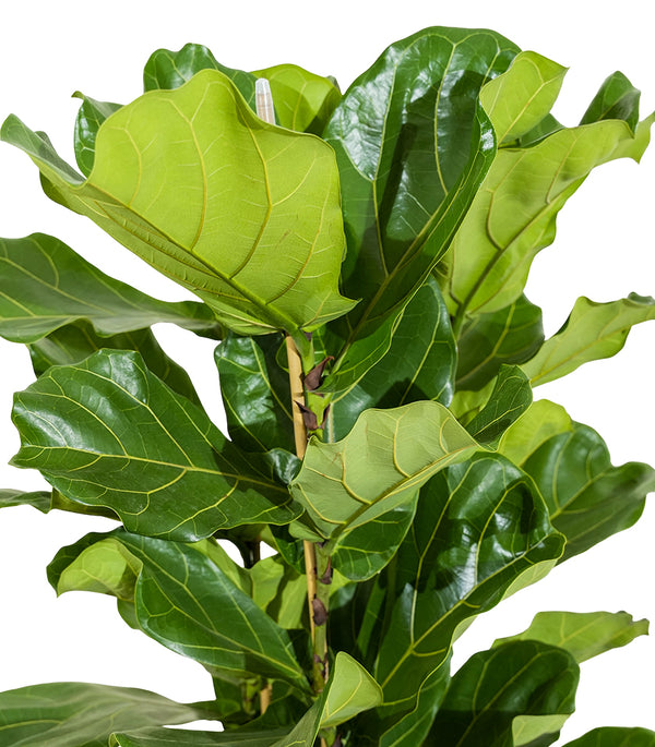 Ficus Lyrata - 3pp 35 cm pots