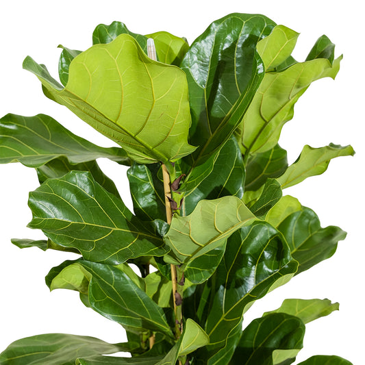 Ficus Lyrata - 3pp 35 cm pots