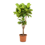 Ficus Lyrata stem branched  45 cm pots - 2mtr height