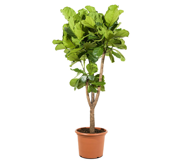 Ficus Lyrata stem branched  45 cm pots - 2mtr height