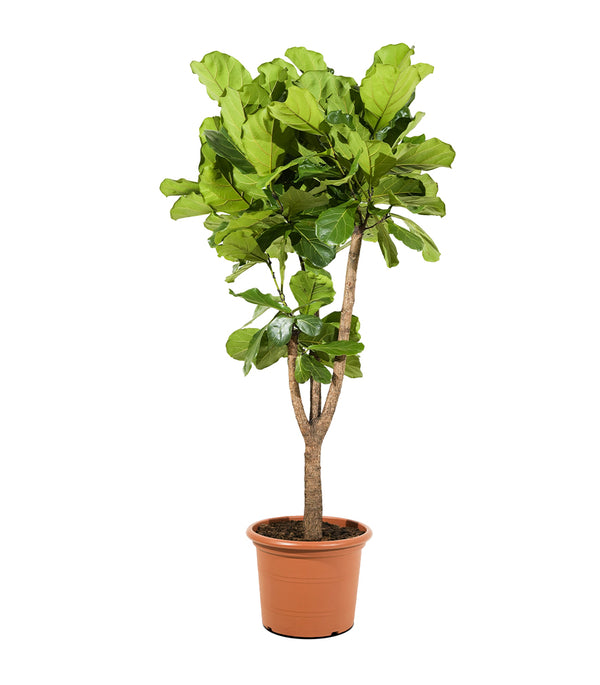 Ficus Lyrata stem branched  45 cm pots - 2mtr height