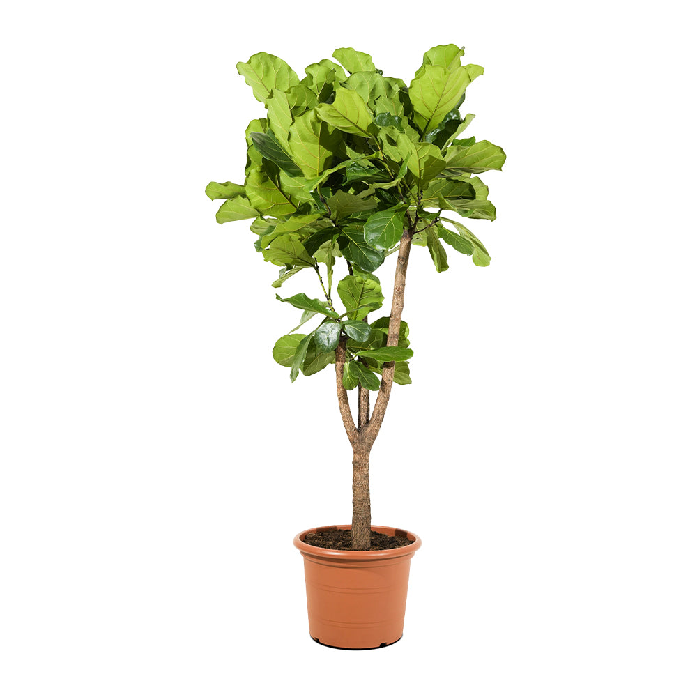 Ficus Lyrata stem branched