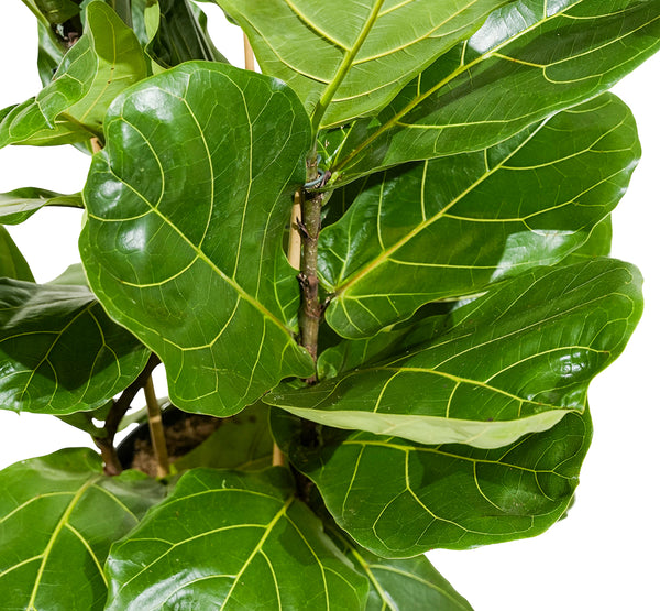Ficus Lyrata stem branched  45 cm pots - 2mtr height