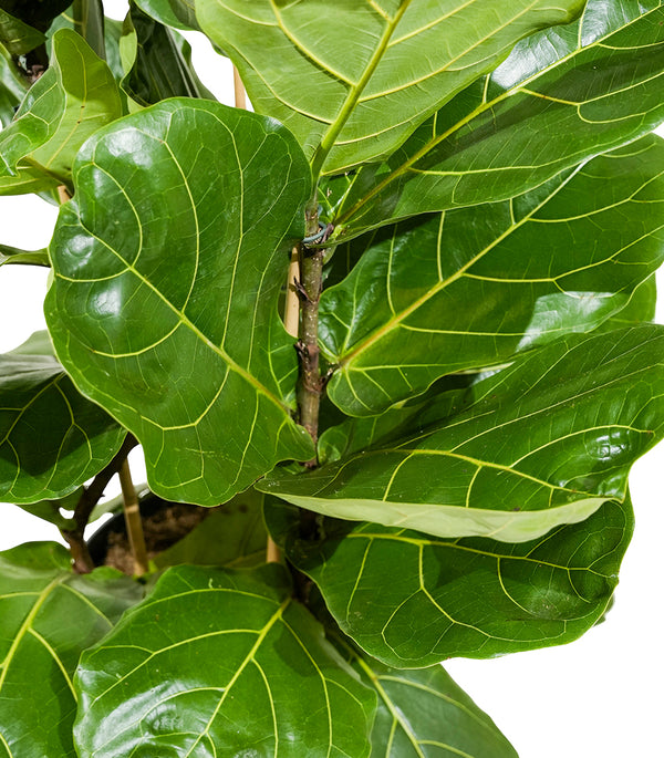 Ficus Lyrata stem branched  45 cm pots - 2mtr height