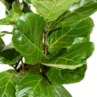 Ficus Lyrata stem branched