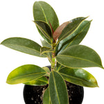 Ficus Melany 14 cms pots - 23  cms height