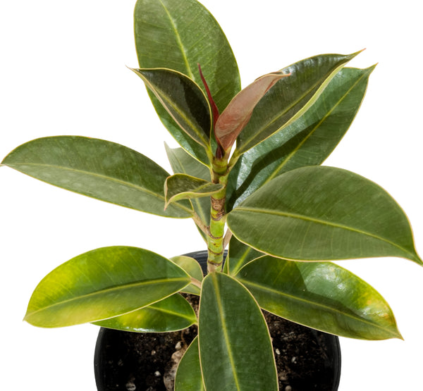 Ficus Melany 14 cms pots - 23  cms height