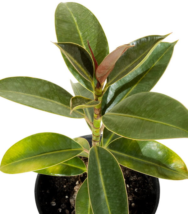 Ficus Melany 14 cms pots - 23  cms height