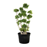 Ficus Multiroots Bonsai