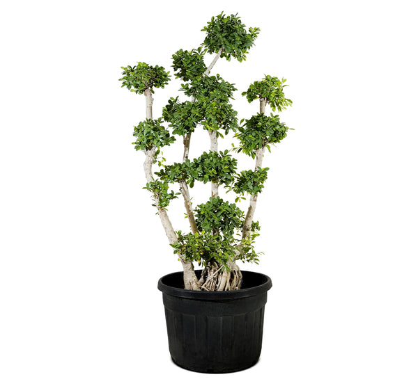 Ficus Multiroots Bonsai