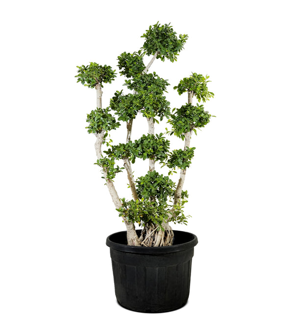 Ficus Multiroots Bonsai
