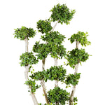 Ficus Multiroots Bonsai