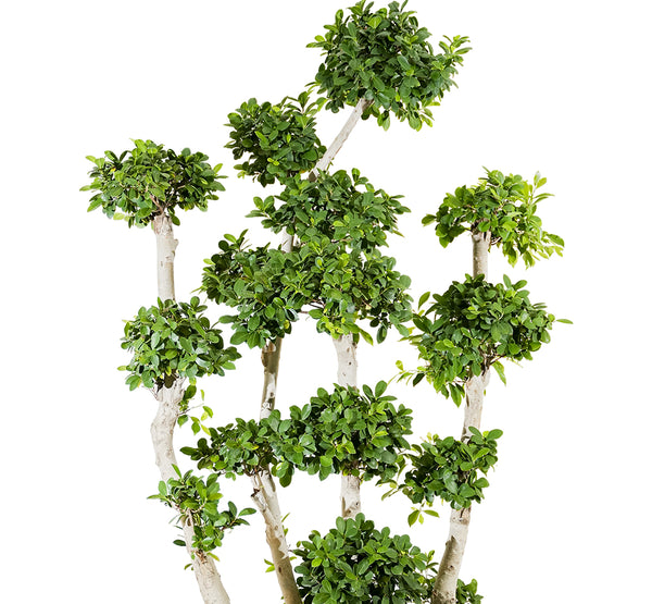 Ficus Multiroots Bonsai