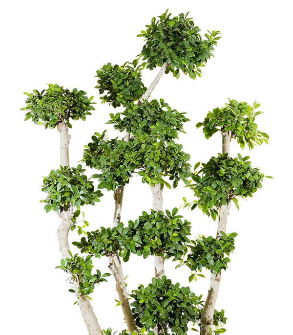 Ficus Multiroots Bonsai