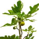 Fig