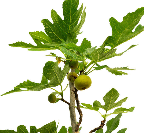 Fig