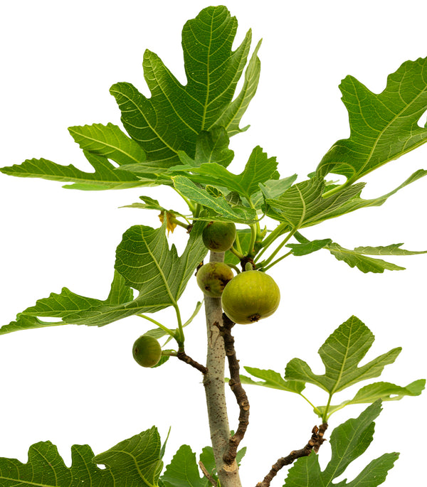 Fig