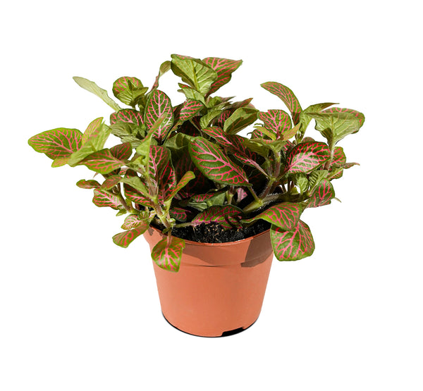 Fittonia 12 cms pots- 20 cms height