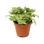 Fittonia 12 cms pots- 20 cms height