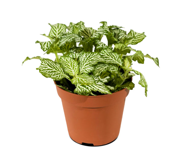 Fittonia 12 cms pots- 20 cms height