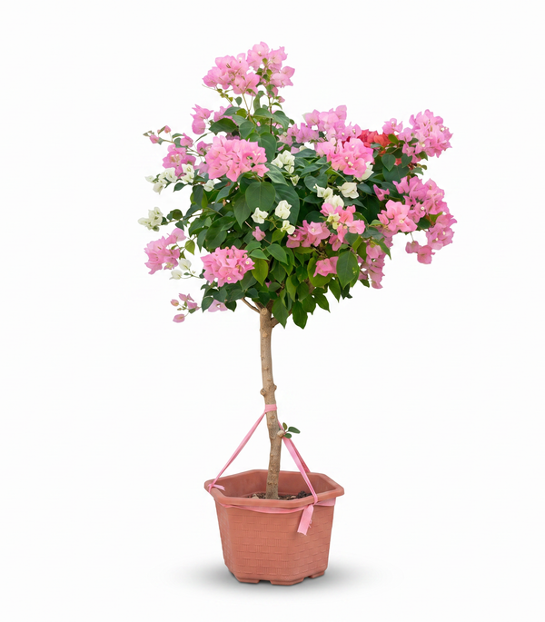 Bougainvillea Mix Color 50CM Pots  - 120Cm height