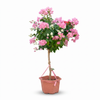 Bougainvillea Mix Color 50CM Pots  - 120Cm height