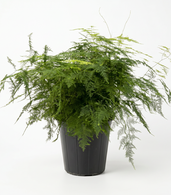 Asparagus  25 cm Pots