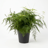 Asparagus  25 cm Pots